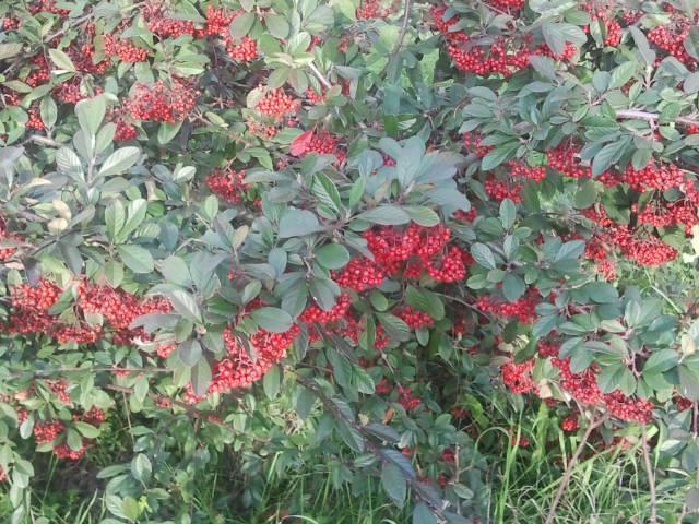 Country House Araba Phoenix 卡斯特拉巴特 外观 照片